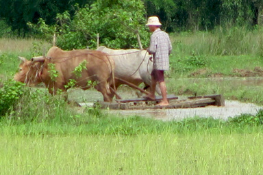 Yoked Cows